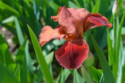 how to split Irises – iris GettyImages-1320012960