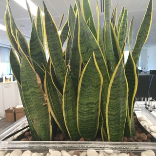 snake plant with plebble