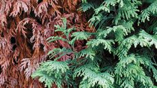 Evergreen tree with half of the leaves turning brown