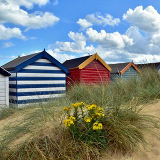 yellow ragwort on a beach with colourful beach huts - Juliet Lehair - GettyImages-1556627442