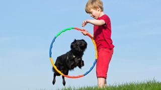 Boy training black dog to jump through hoop