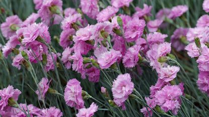 garden pinks