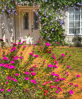 sunny home with climbing flowers