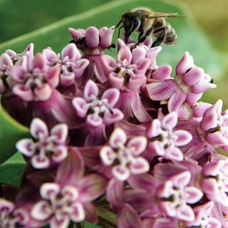 Bee sits atop pink milkweed flowers