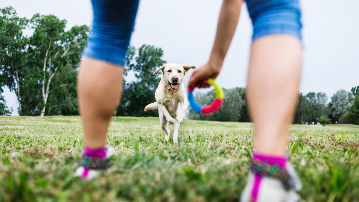 Person playing with dog outside