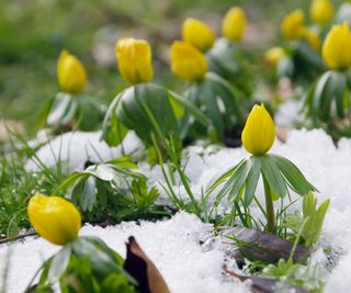 Winter Aconite