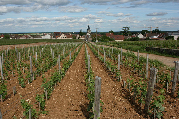 Vosne-Romanee village - Jefford