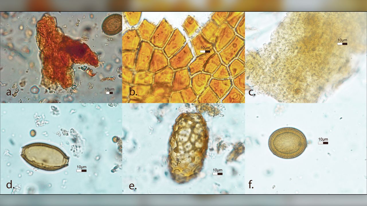 Magnified images of (a) a cluster of barley pollen, (b) epidermis cells from flax, (c) epidermis cells from barley; (d) a whipworm egg, (e) a mawworm egg and (f) a tapeworm egg from Tollund Man's gut.