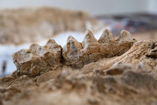 teeth from a mastodon skull unearthed in California