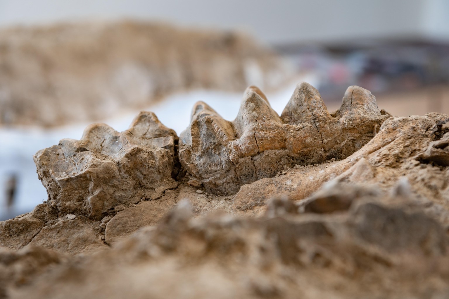 Forest ranger stumbles onto garden of ancient beasts in California  foothills | Live Science