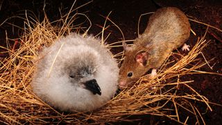 Mice are attacking and eating Tristan albatross chicks on Gough Island in the South Atlantic.