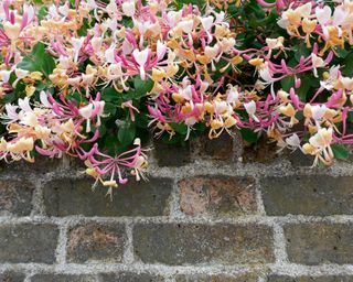 best plants for garden walls honeysuckle plant