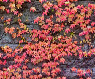 Autumn background of a colorful Virginia Creeper with its leaves changing to red