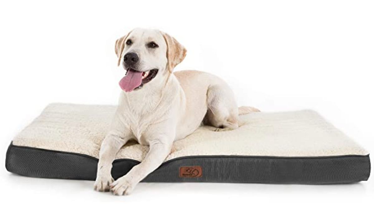 Best Large Dog Bed 2024 | PetsRadar