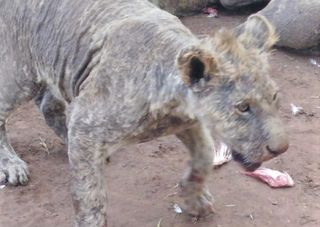 Neglected lions with mange and other illnesses were discovered at a breeding facility in South Africa.