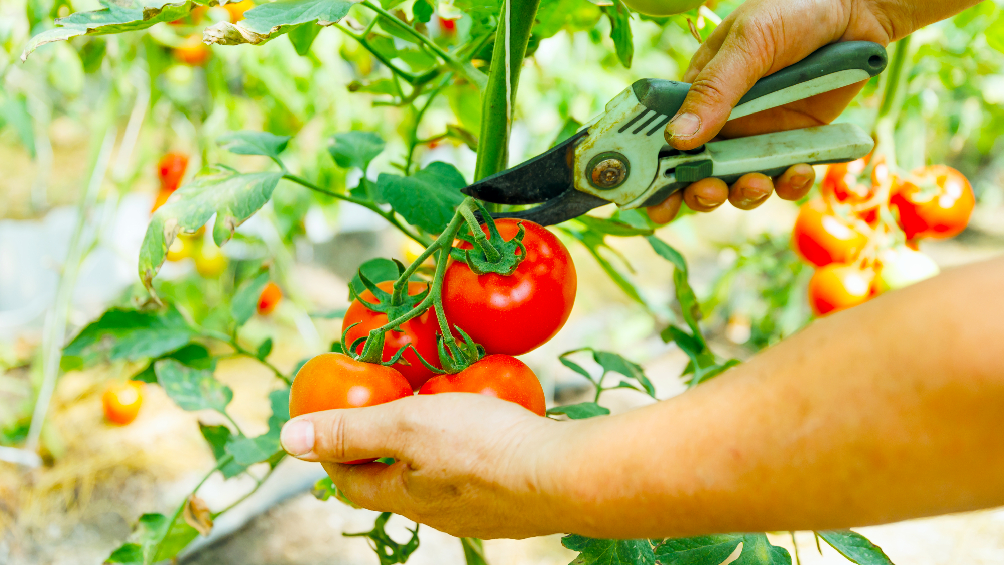 hands with secateurs cutting truss of ripe homegrown tomatoes