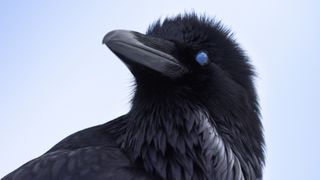 BBC Earth Framed in Nature