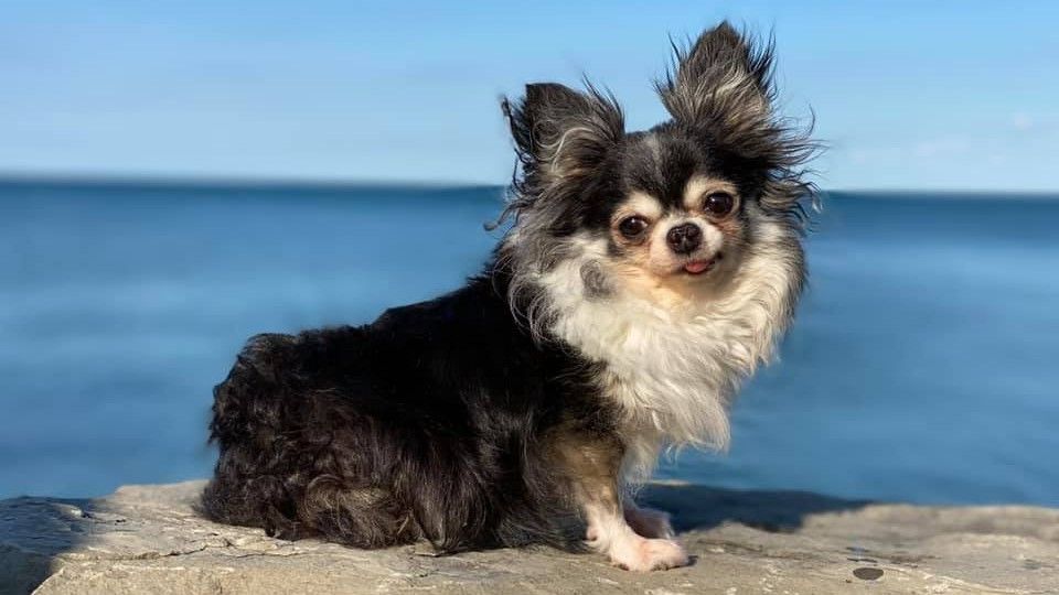 Hero dogs: Photo of Mackenzie with ocean in the background