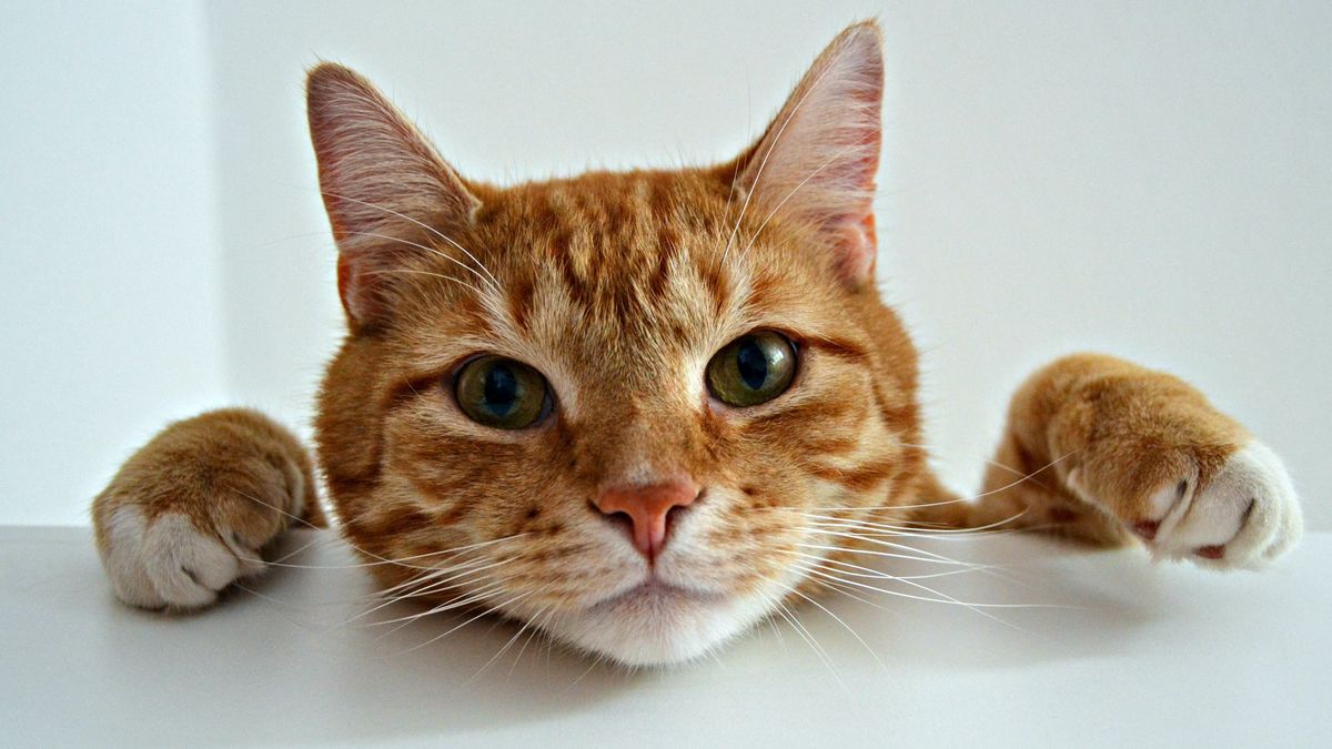 Scientists solve mystery of how orange cats got their coats — and why so many are male