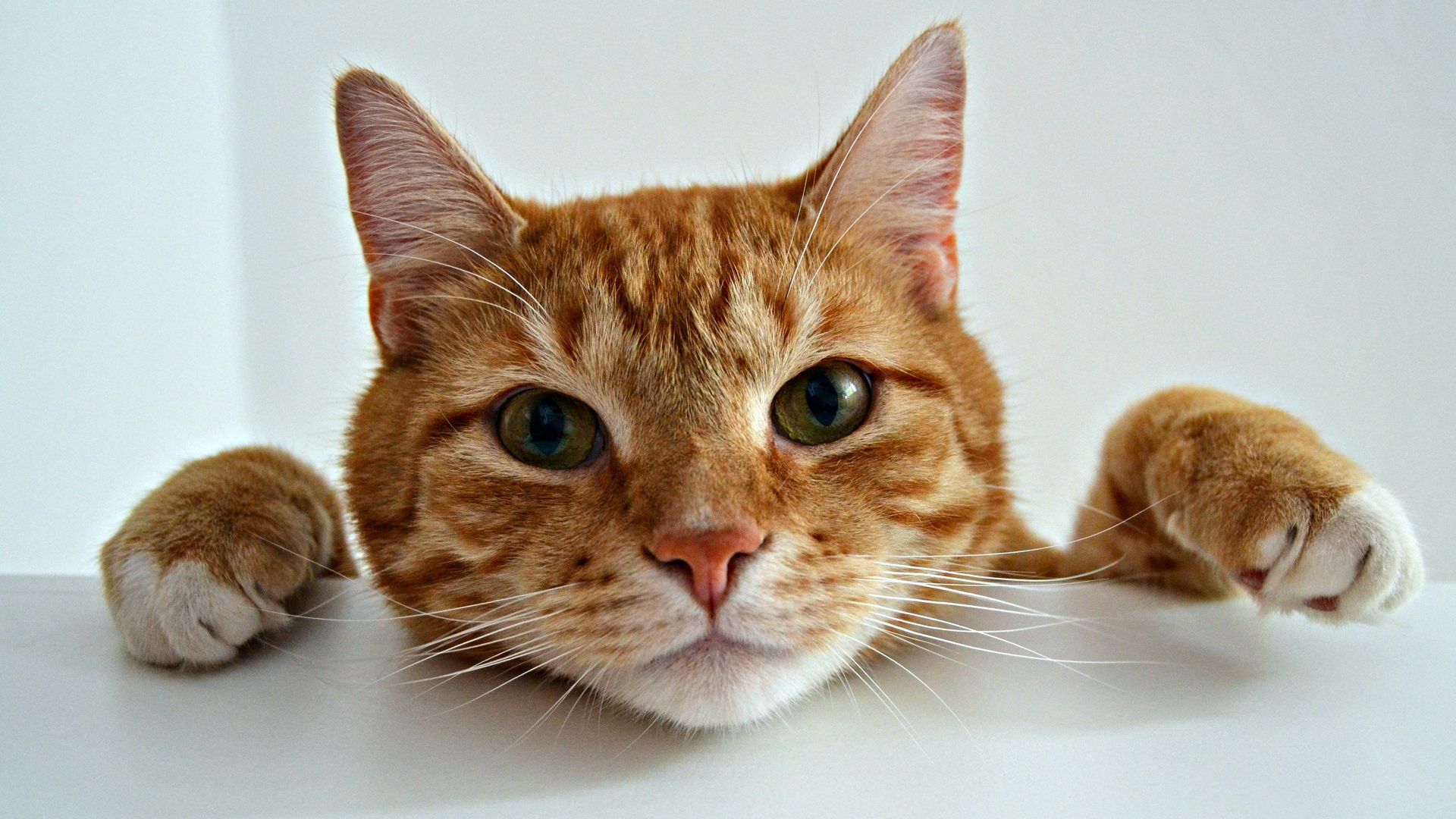 Orange Cat