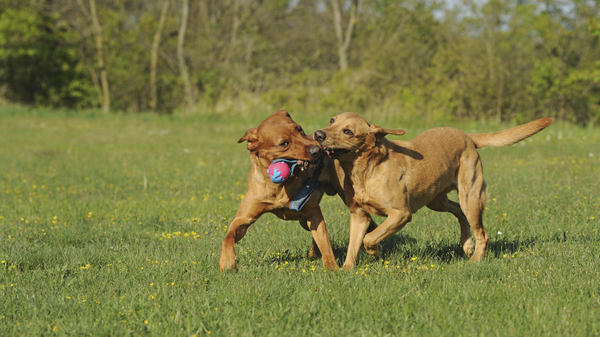 Two labrador retrievers playing with chew toy