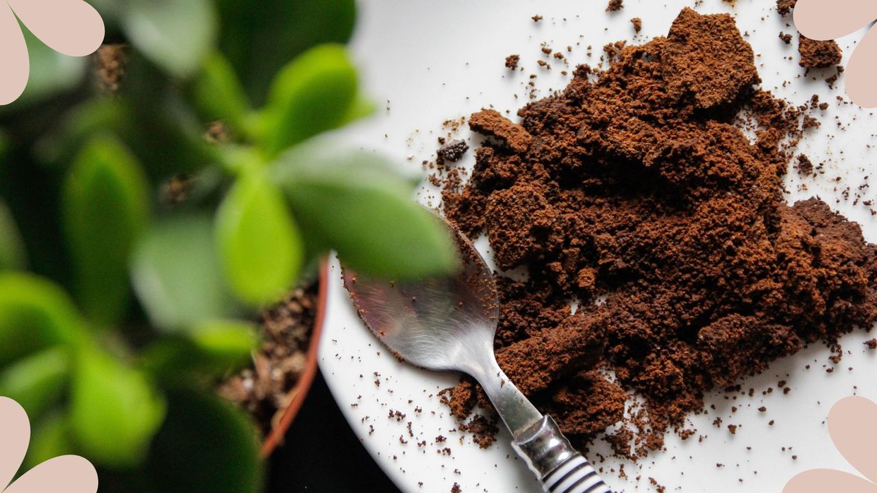 picture of coffee grounds on a plate next to a succulent to question if coffee grounds are good for houseplants