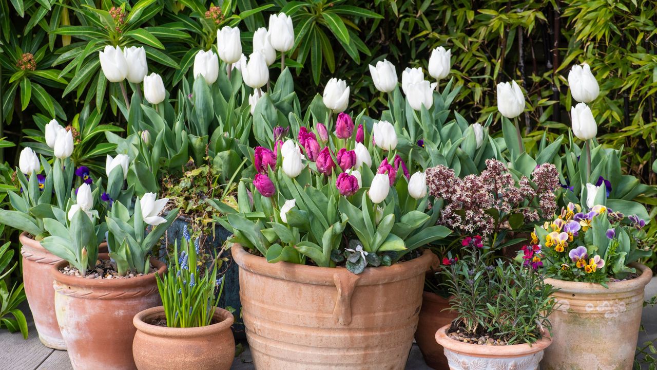 Pink and white tulips and spring bulbs in terracotta pots in garden