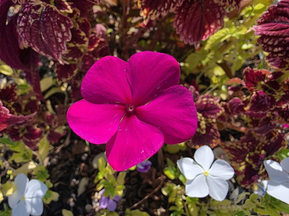 Samsung Galaxy S25 Ultra macro sample.
