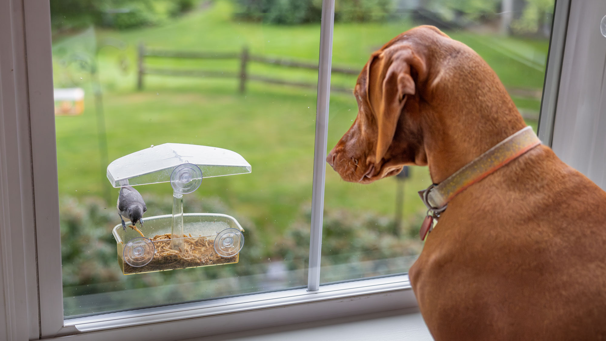 dog watching bird eating mealworms from suction bird feeder