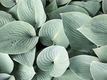 Overhead view of the pastel green leaves of a hosta plant