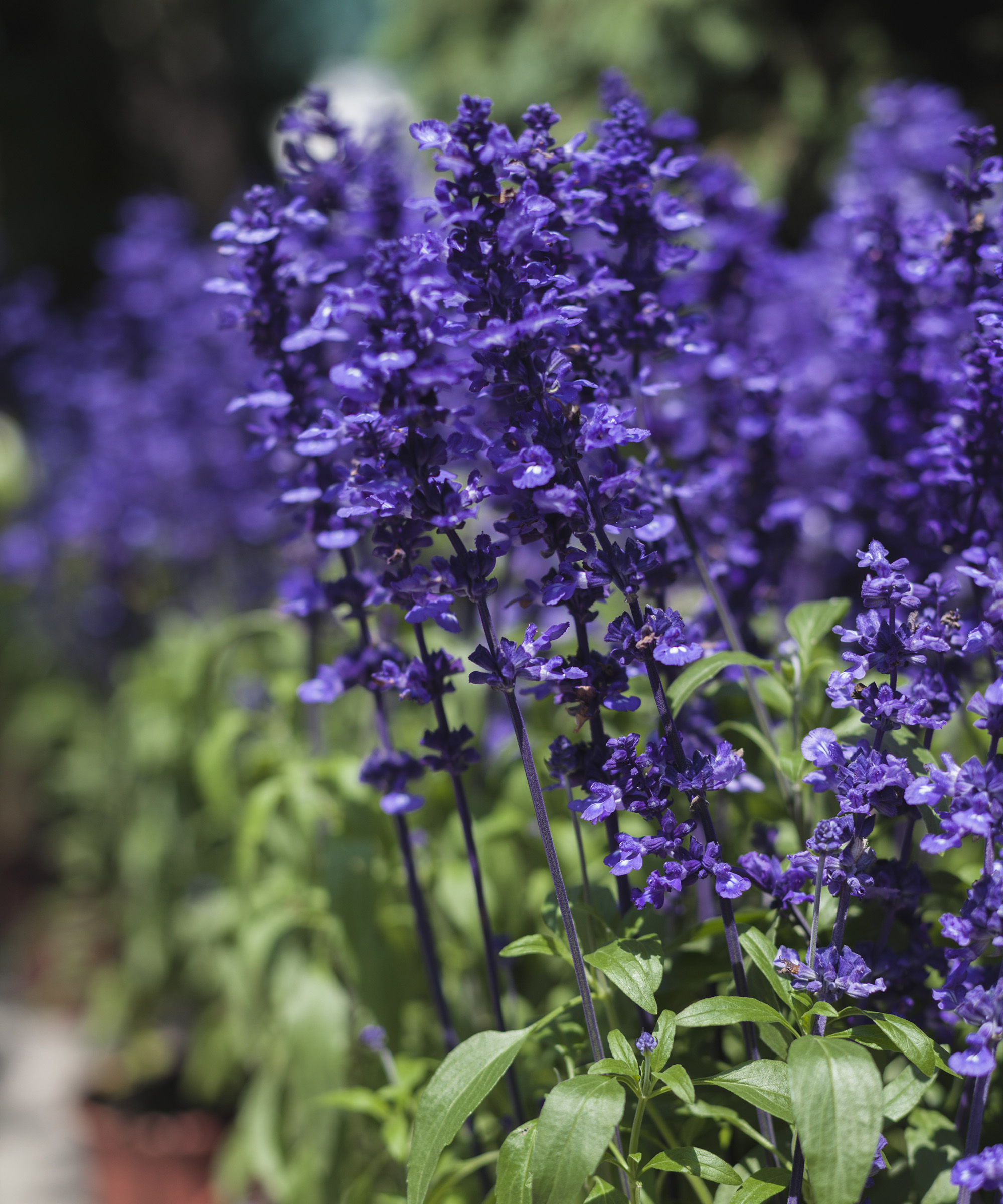 Blue salvias growing in terracotta pots in the sunshine