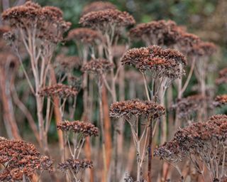 Sedum flower heads in winter