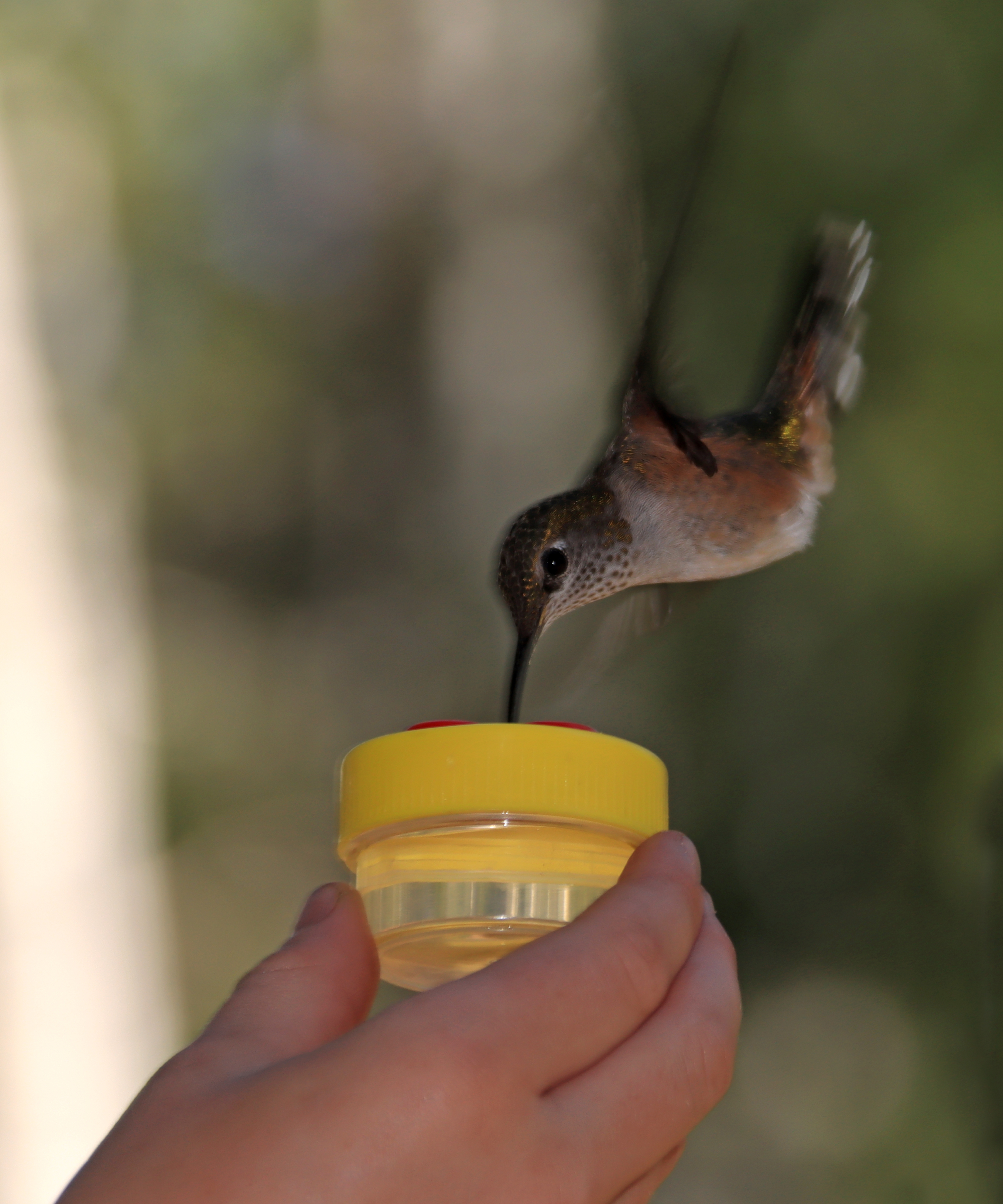 A child's hand holding a plastic container with sweet liquid while a hummingbird in flight feeds on it.