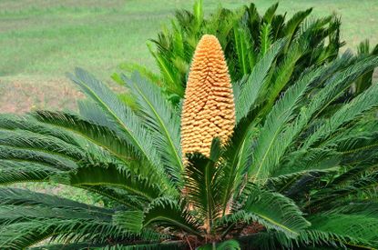 Sago Palm Flower