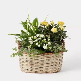 Large Summer Flowering Basket