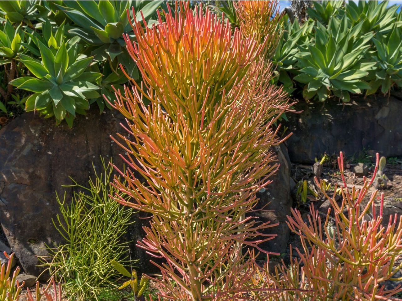 Red-Green Pencil Cacti Plants