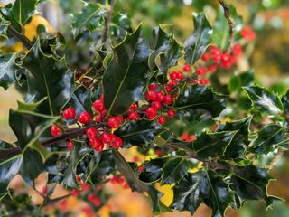 A close-up of holly