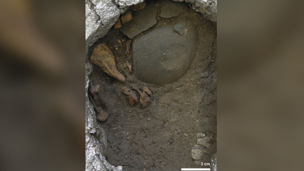 A close-up of the cobble located beneath the child's fragmented skull. This image also shows three fragmented ribs and the right clavicle (collarbone).