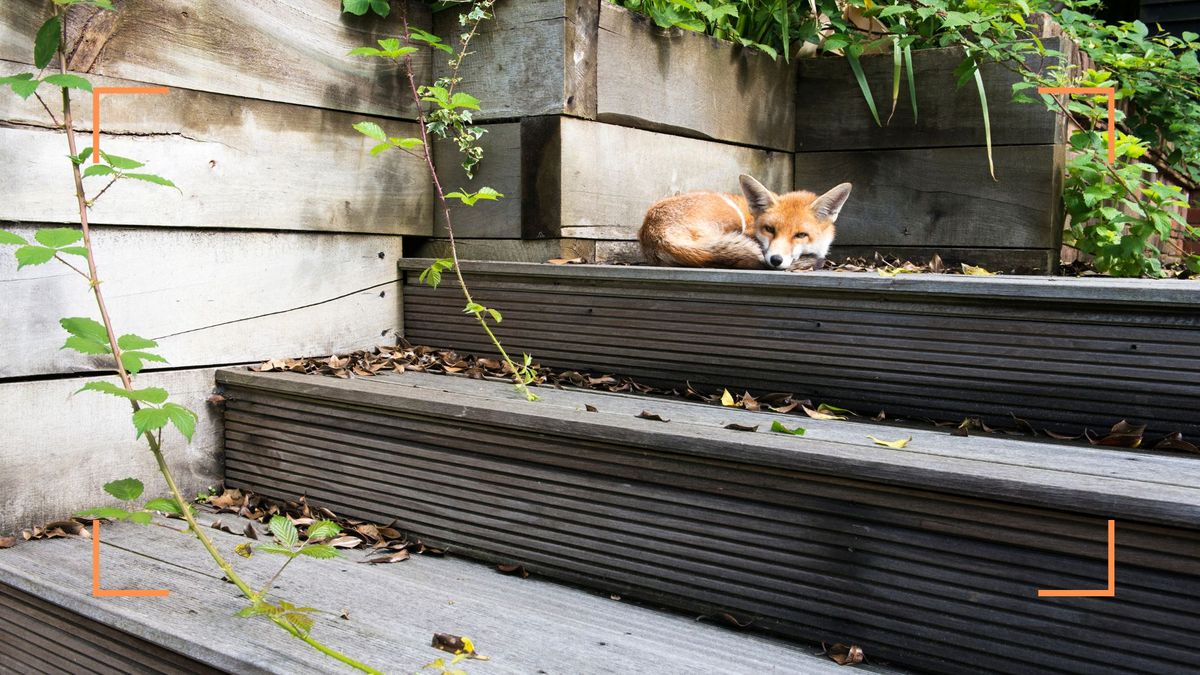 experts-reveal-how-to-stop-foxes-coming-in-your-garden-woman-home