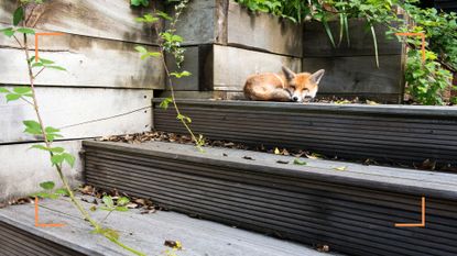 garden with wooden decking with raised step with a red fox cub curled up to support exper advice on how to stop foxes coming in your garden 