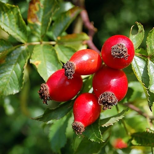 Rosehip Wild Dog Rose Rosa Canina 25+ Seeds Organic