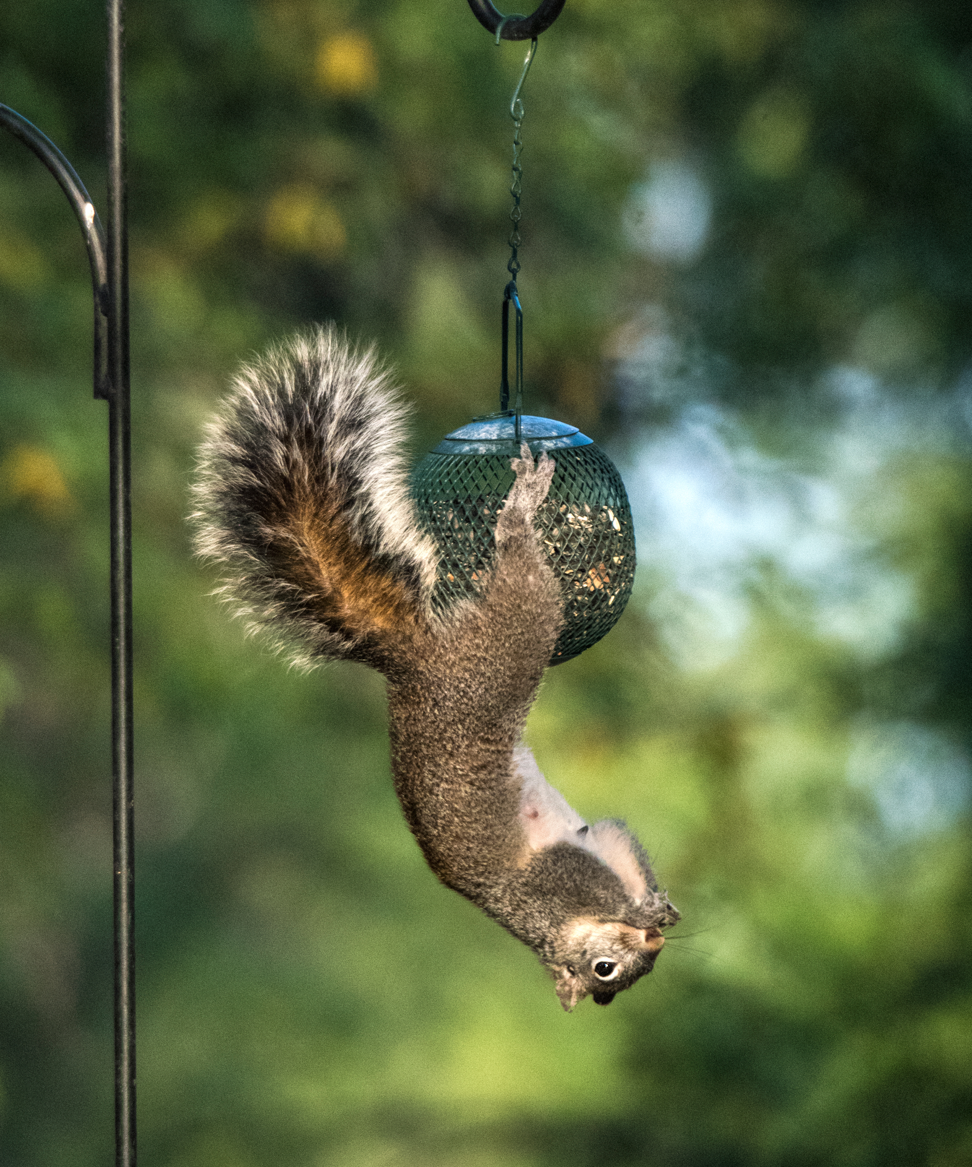 Squirrel hanging upside down from a bird feeder