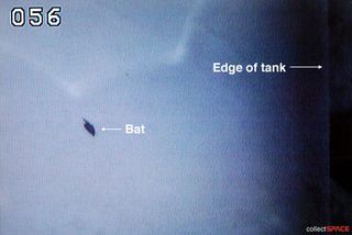 Bat Attempts to Stow Away on Space Shuttle