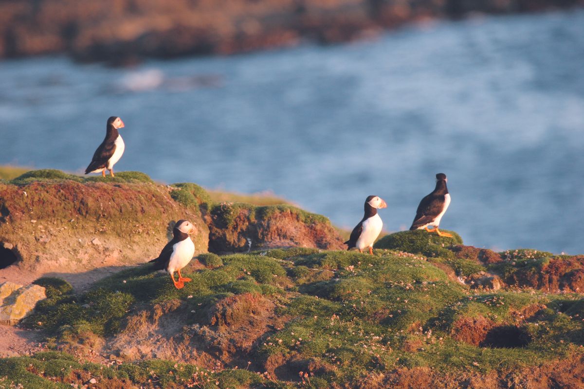 There&#039;s getting away from it all – and there&#039;s moving to Fair Isle, Britain’s most remote inhabited island...