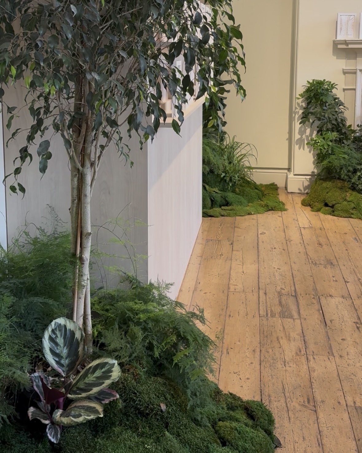 A plant-filled room features green-leaf trees, bushes, and musk placed in corners of a palatial space with old wooden floors and stucco details.