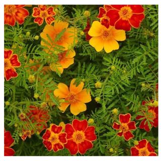 French Marigold Seeds - Disco Series