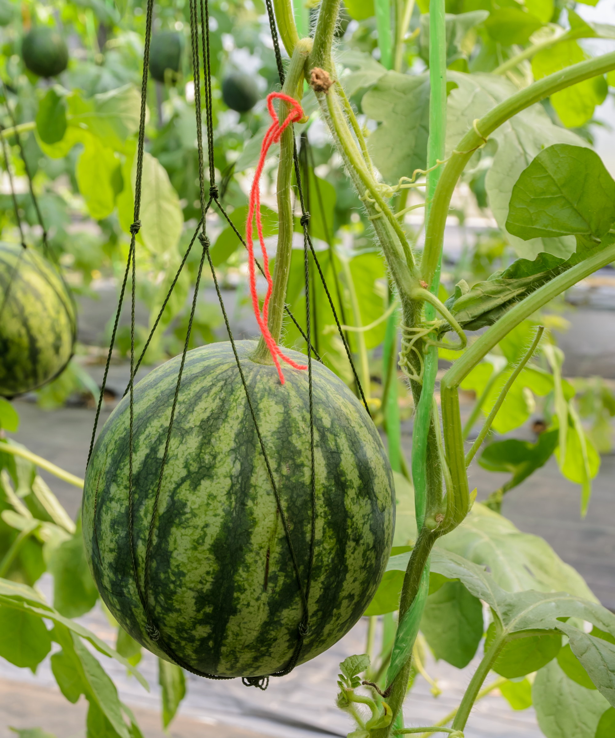 A watermelon growing vertically and being supported by a sling to stop the vine snapping