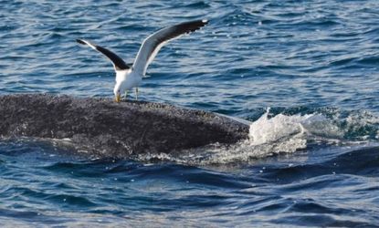 A seagull pecks at a whale as it comes up for air in the souther Atlantic Ocean near Argentina.