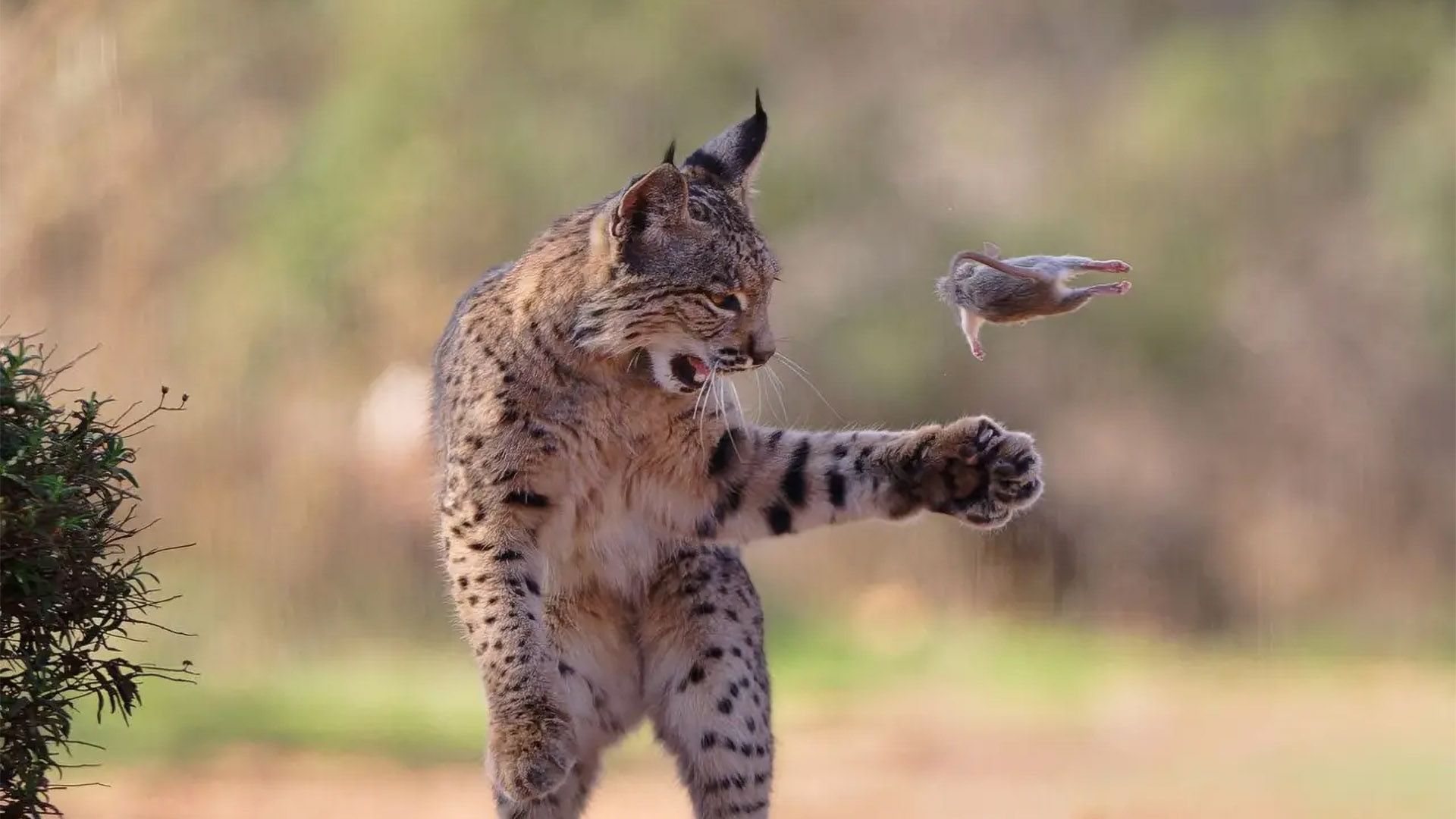 Wildlife Photographer of the Year 2026 winners announced - see them in person in London