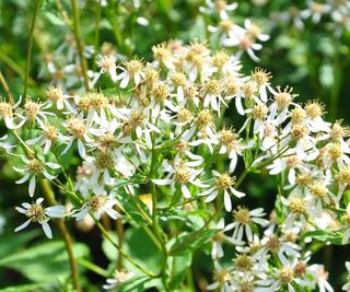 White wood asters in bloom